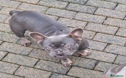 French Bulldog dogs for sale: Adult French Bulldogs  - Image 7
