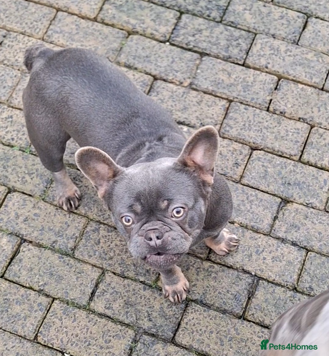 French Bulldog dogs for sale: Adult French Bulldogs  - Image 7