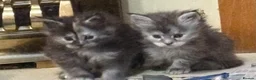 Maine Coon cats for sale: Maine coon kittens  - Advert 14