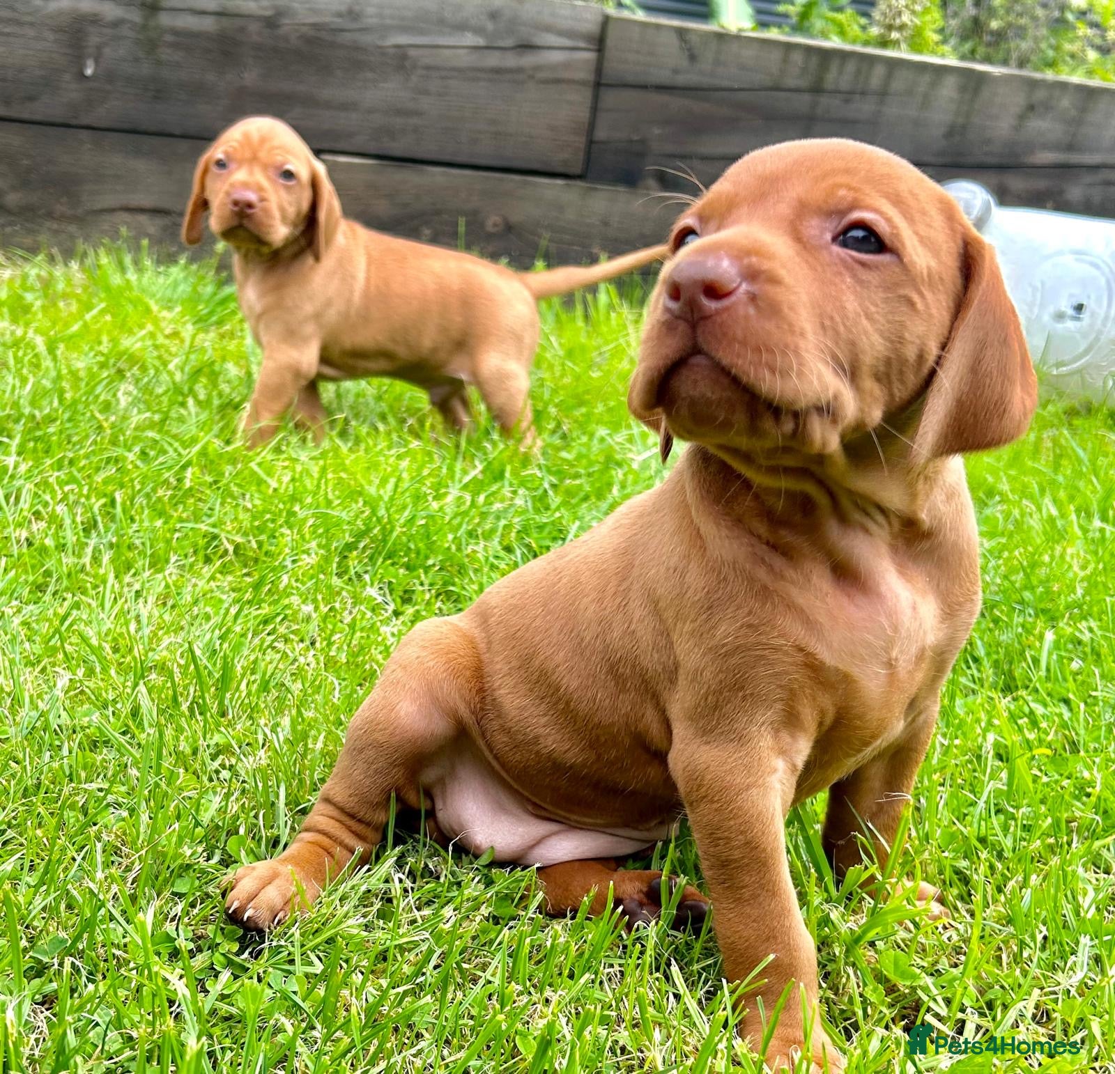 Hungarian Vizsla dogs Beautiful Hungarian Vizsla puppies  - Advert 1