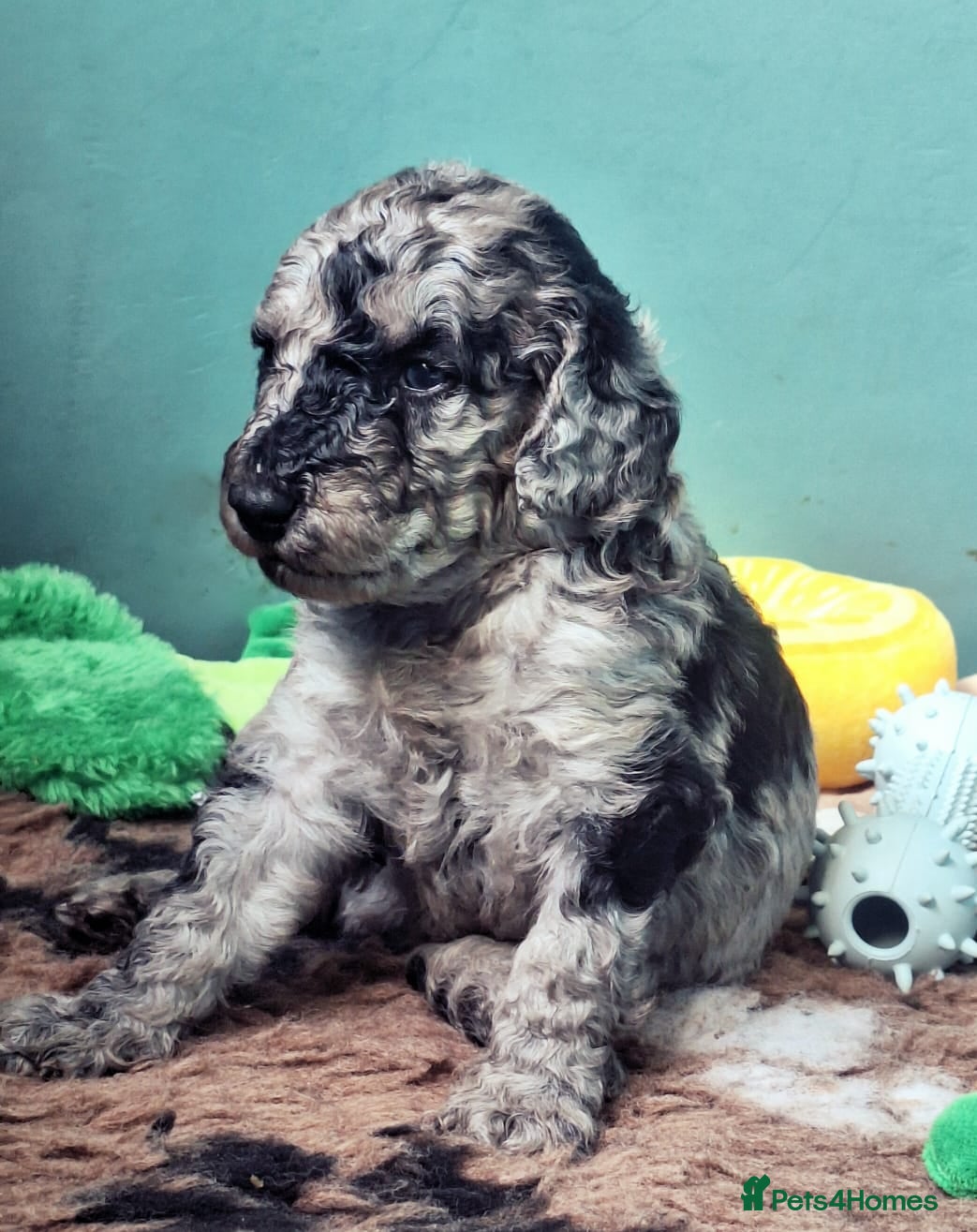 Labradoodle dogs Exceptional F7 Labradoodle puppies  - Advert 6