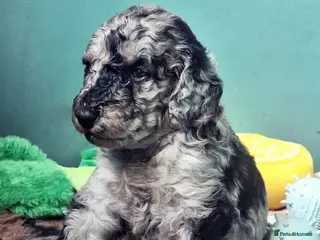 Labradoodle dogs Exceptional F7 Labradoodle puppies - Advert 6