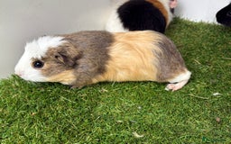Guinea Pig rodents for sale: Female baby guinea pigs  - Image 4