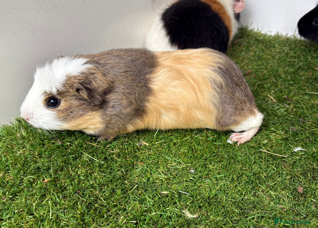 Guinea Pig rodents for sale: Female baby guinea pigs  - Image 4