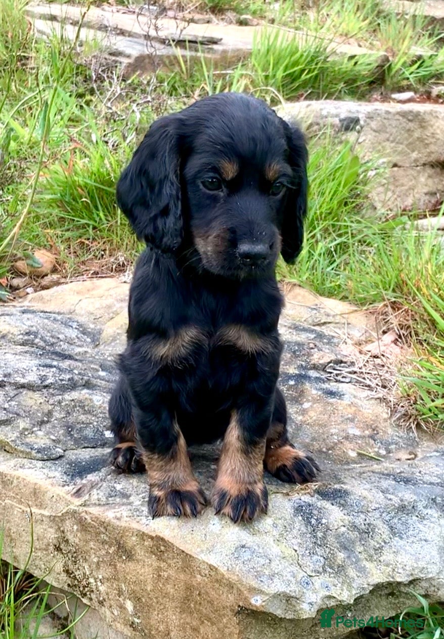 Cocker Spaniel dogs Sired from British Champion - Advert 15
