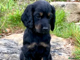 Cocker Spaniel dogs Sired from British Champion - Advert 15