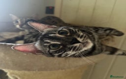 Bengal cats for sale: Intensively socialised bengal kittens - lap cats! in Scunthorpe - Image 26