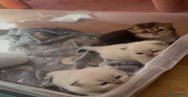 British Longhair cats - Advert 7