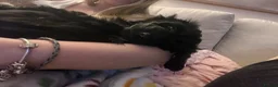 Cockapoo dogs for sale: Cockapoo  in Northwich - Advert 2