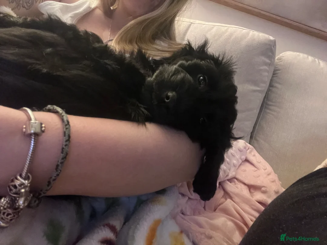 Cockapoo dogs for sale: Cockapoo  in Northwich - Advert 2