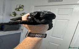 Yorkiepoo dogs for sale: 5 beautiful yorkiepoo baby’s  - Image 1