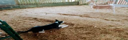 Border Collie dogs for sale: Working sheep dog bitch OFFERS CONSIDERED  - Advert 1