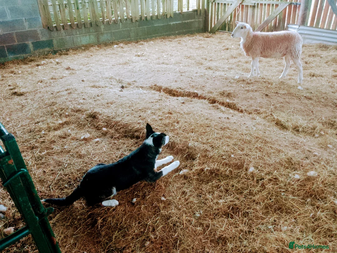 Border Collie dogs for sale: Working sheep dog bitch OFFERS CONSIDERED  - Advert 1