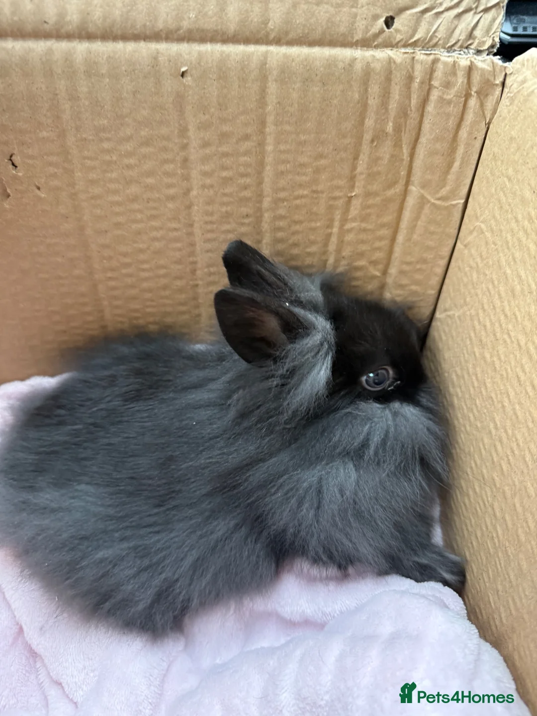 Mini Lion Lop rabbits for sale: Male mini lion lop - Advert 3