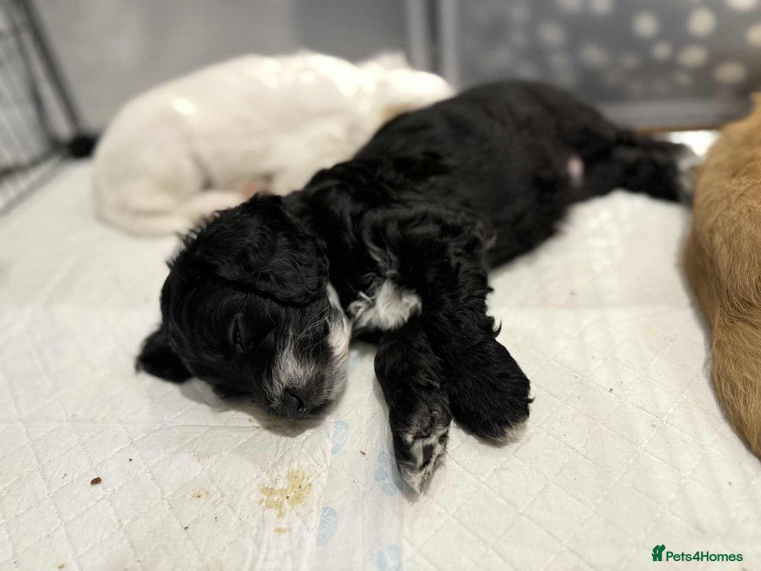 Cockapoo dogs for sale: !!!!LAST TWO MALES LEFT!!!!!  - Image 2
