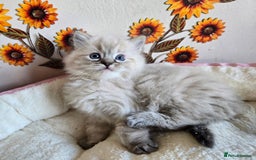 Ragdoll cats for sale: Registered male Ragdoll kittens  - Image 25
