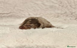 Miniature Dachshund dogs for sale: Short Haired Miniature Dachshunds - Image 7