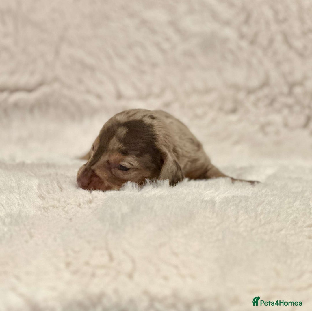 Miniature Dachshund dogs for sale: Short Haired Miniature Dachshunds - Image 7