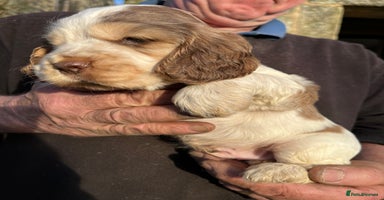 Cocker Spaniel dogs - Advert 8