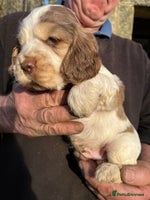 Cocker Spaniel dogs - Advert 8