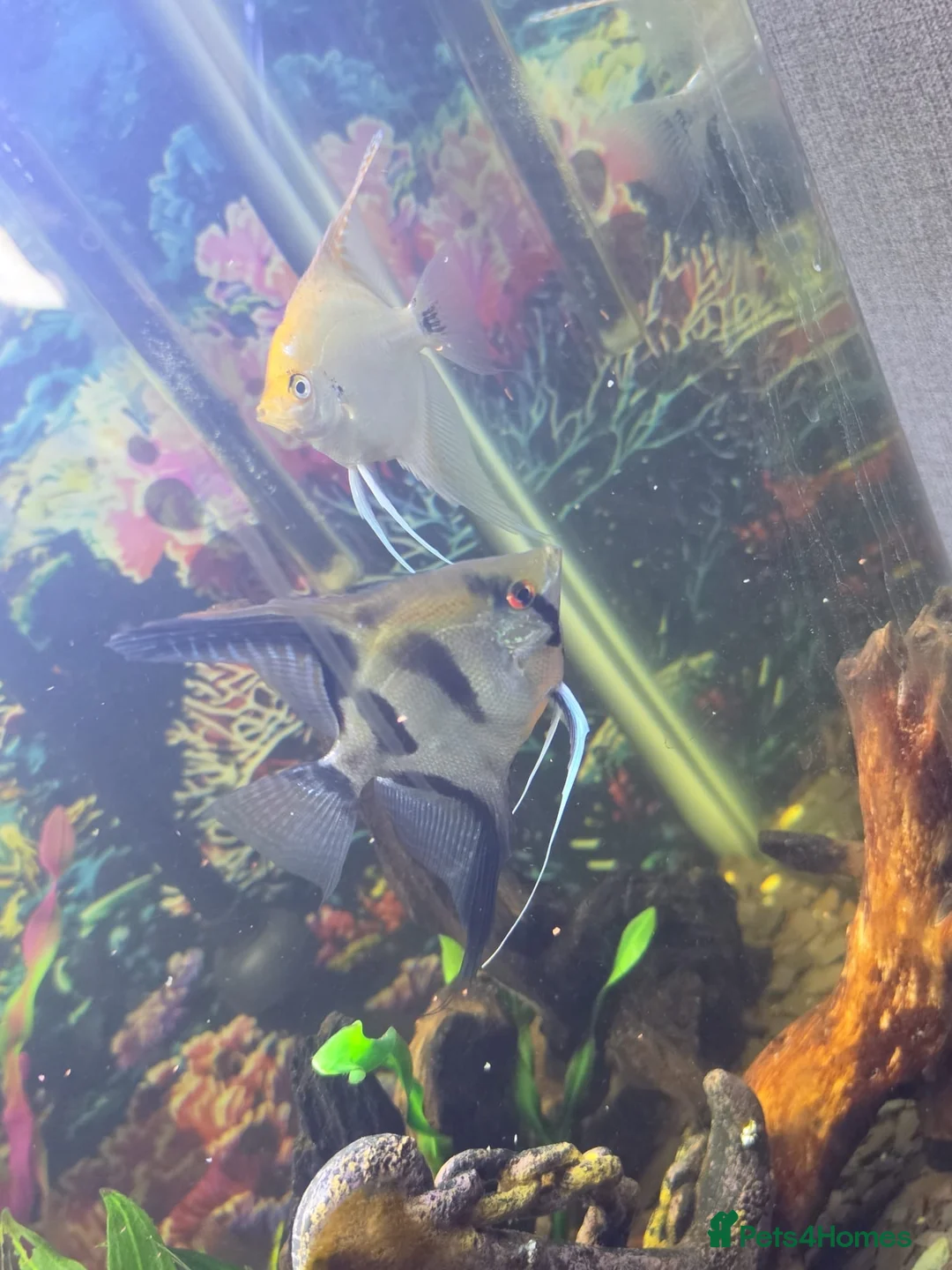 Angelfish fish for sale: Breeding pair  in Manchester - Advert 2