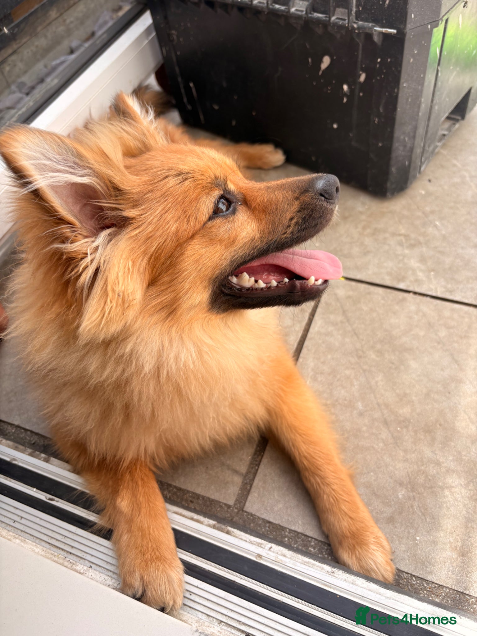 Pomeranian dogs for sale: Pomeranian for sale  - Advert 1