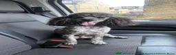 Cockapoo dogs for sale: F1 Cockapoo puppies  - Advert 8