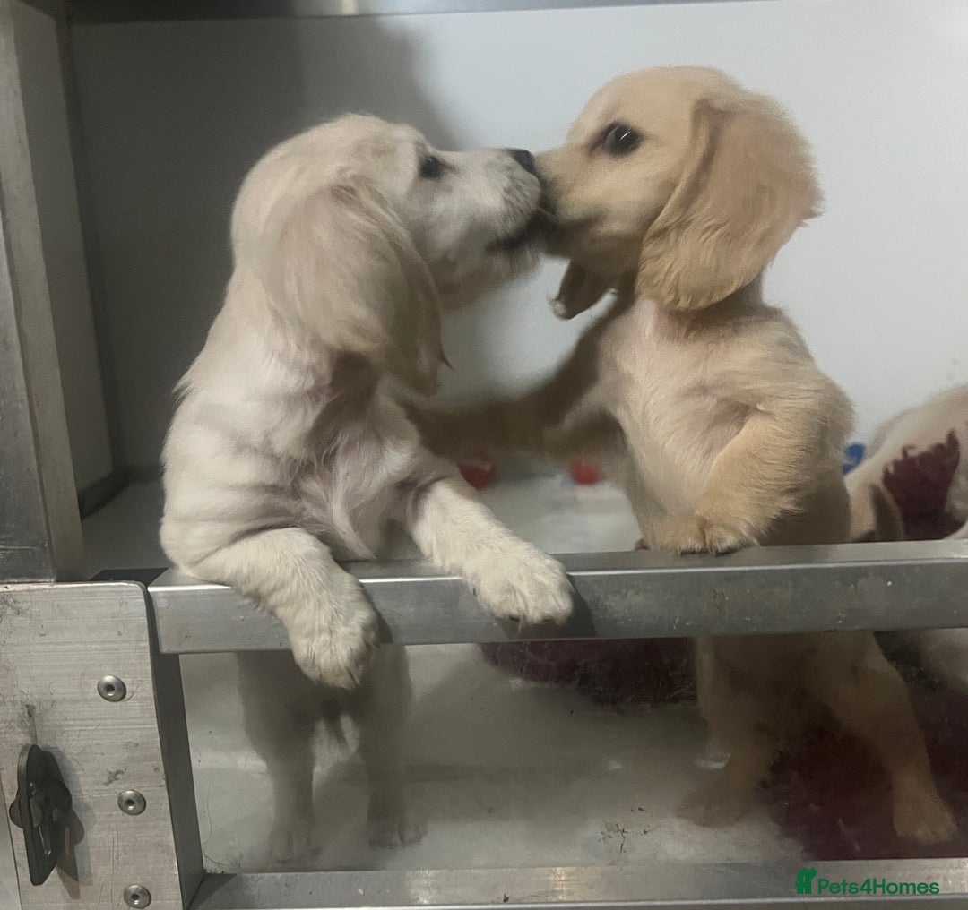 Miniature Dachshund dogs for sale: Very pale cream puppies available - Advert 7