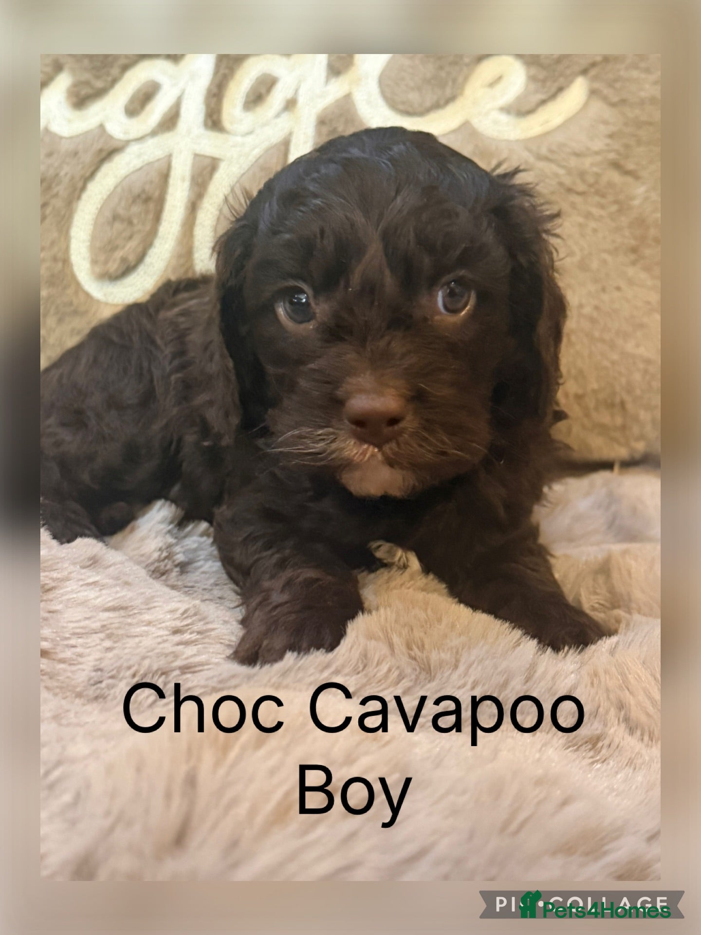 Cavapoo dogs Chocolate F1 Cavapoo Boys - Advert 1