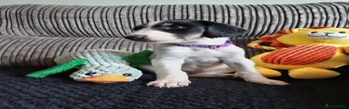Mixed Breed 4