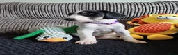 Mixed Breed dogs for sale: Saluki  ** d saluki whippet  - Advert 6
