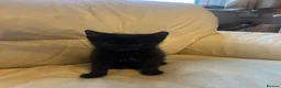 British Shorthair cats for sale: British short hair kittens  in Gillingham - Advert 11
