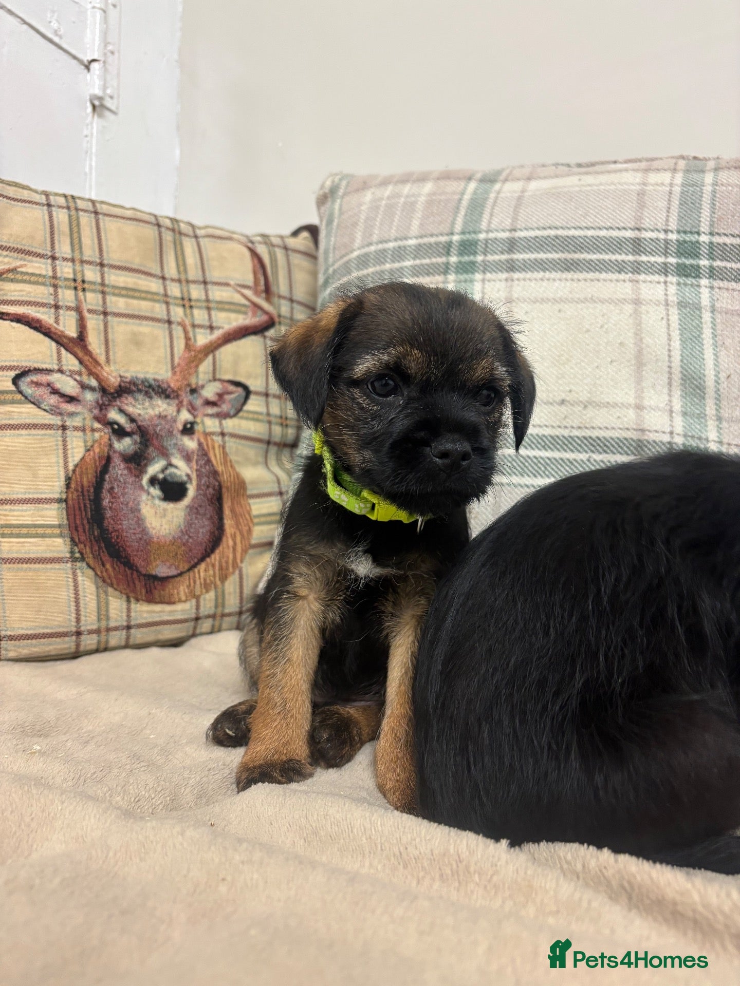 Border Terrier dogs KC reg border terrier pups  - Advert 1