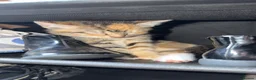 Mixed Breed cats for sale: Kittens  - Advert 7