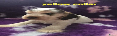 Yellow collar