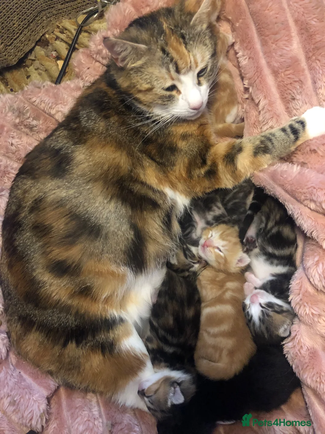 Domestic Shorthair cats for sale: Loving gorgeous kittens ready for new ho e - Advert 9