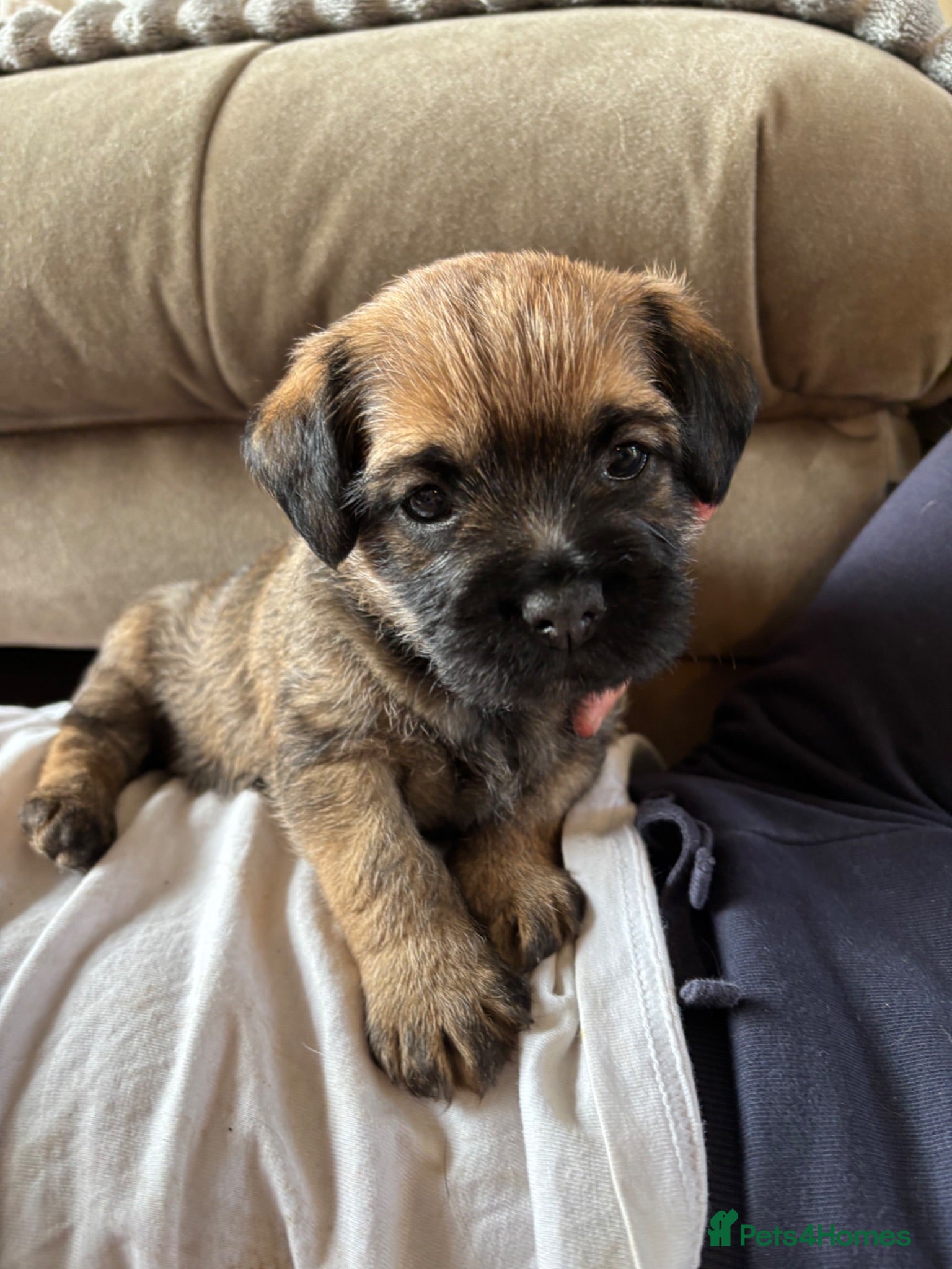 Border Terrier dogs Last Border puppy for sale - Advert 16