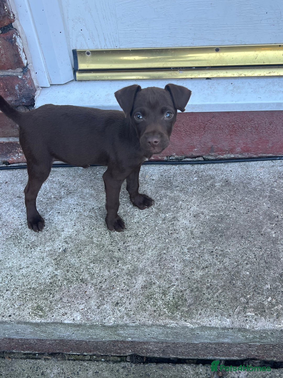 Patterdale Terrier dogs for sale: 3 patterdale terrier pups of working lines  - Image 9