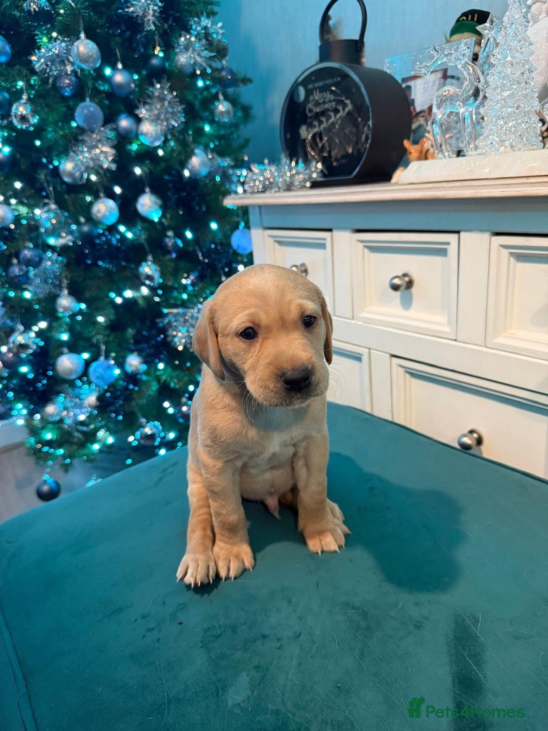 Labrador Retriever dogs for sale: KC Registered Labrador Retriever Puppies  - Advert 12