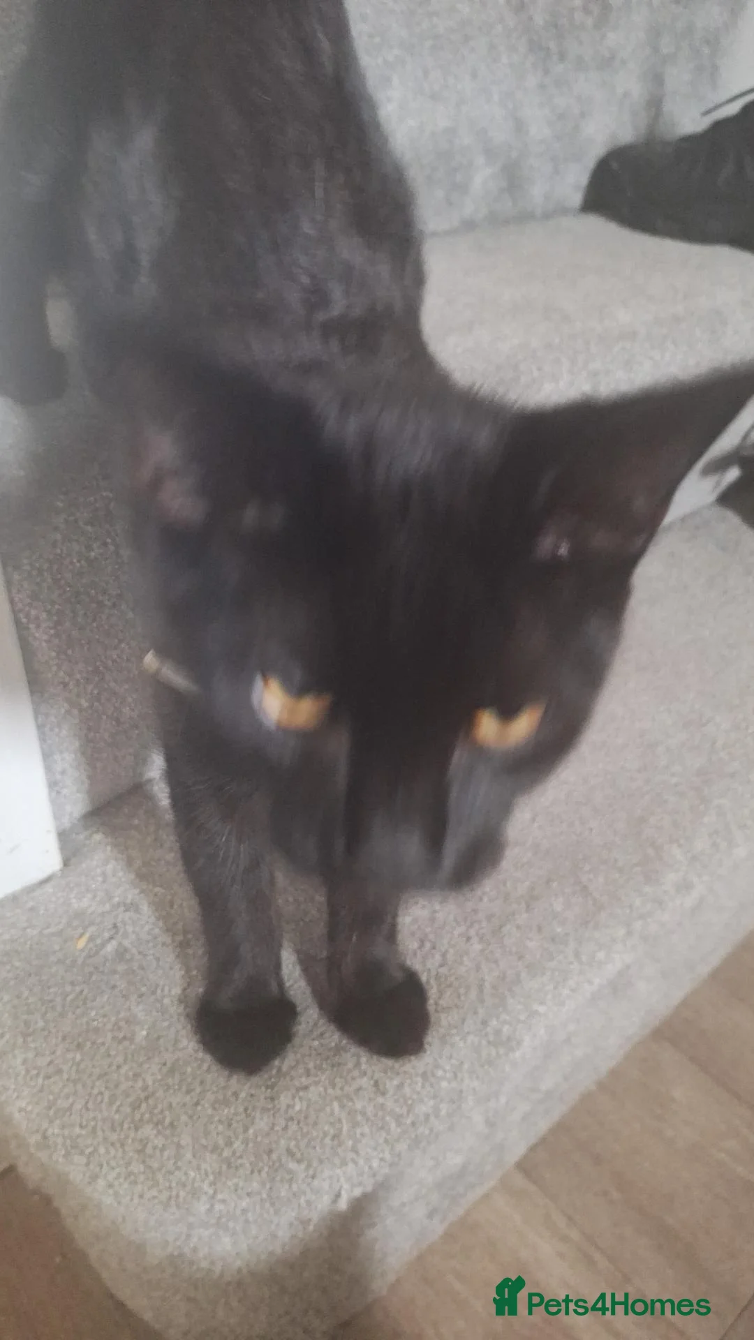 Mixed Breed cats for sale: Half maine coon in Bedford - Advert 9