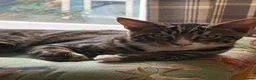 Maine Coon cats for sale: Champion XL Russian Maine coon X GCCF bengal - Advert 3