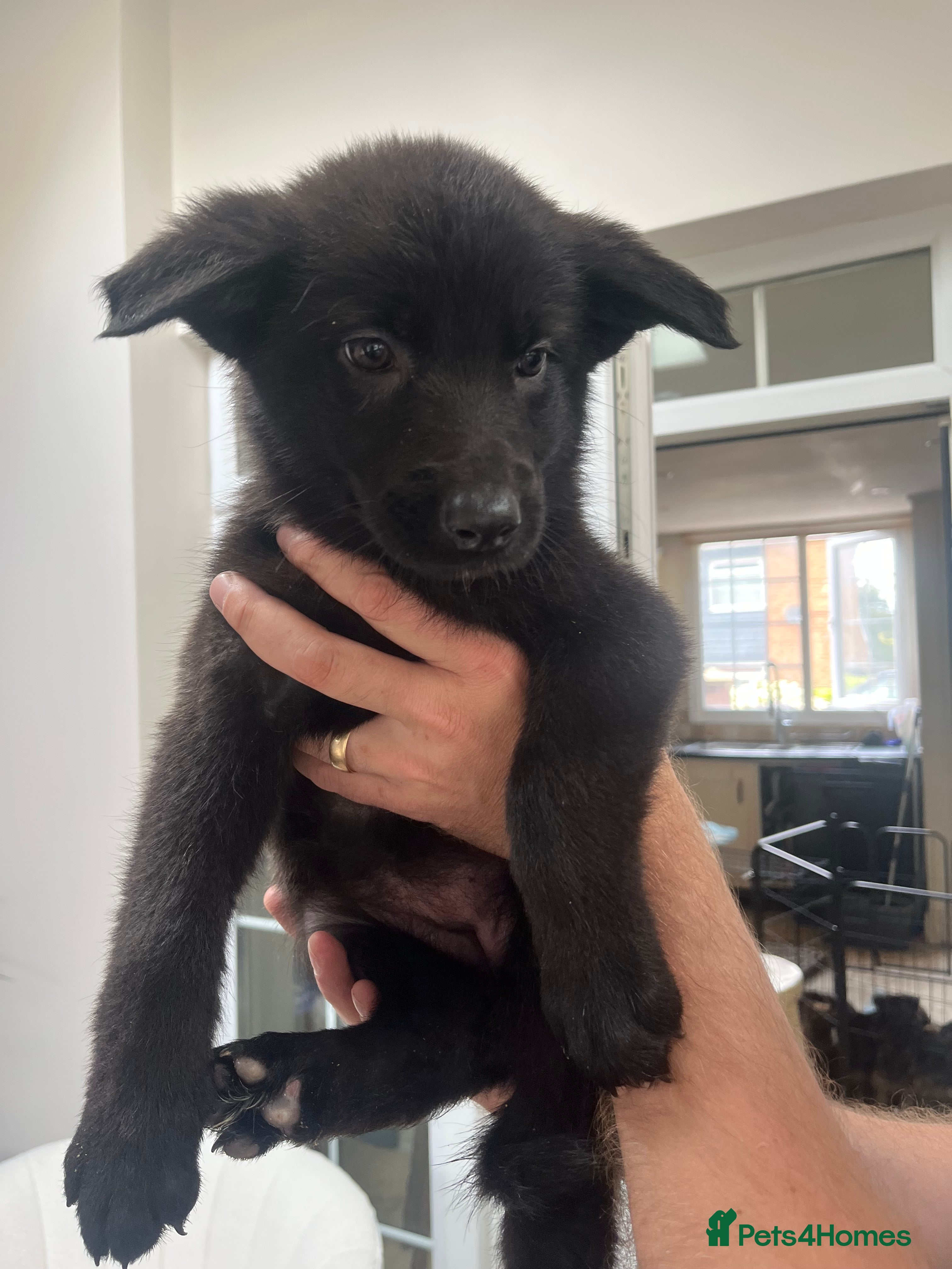 Mixed Breed dogs Ready to leave today 🥰German Shepherd pups  - Advert 2