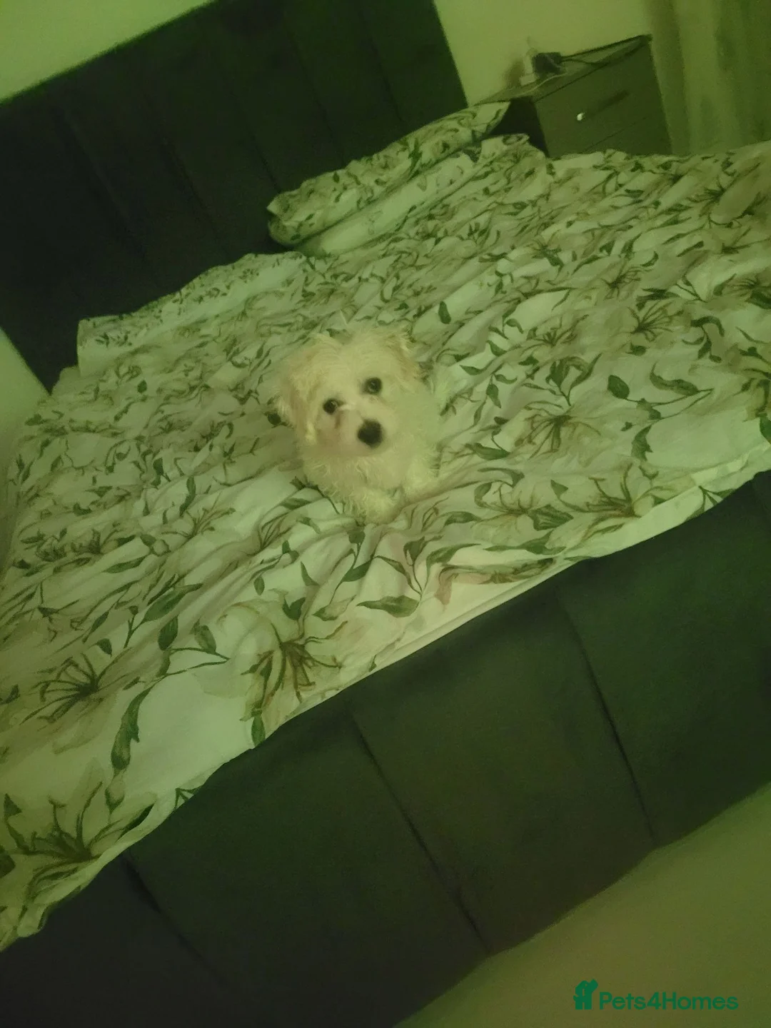 Bichon Frise dogs for sale: Gorgeous bishon pupy boy.  - Advert 2