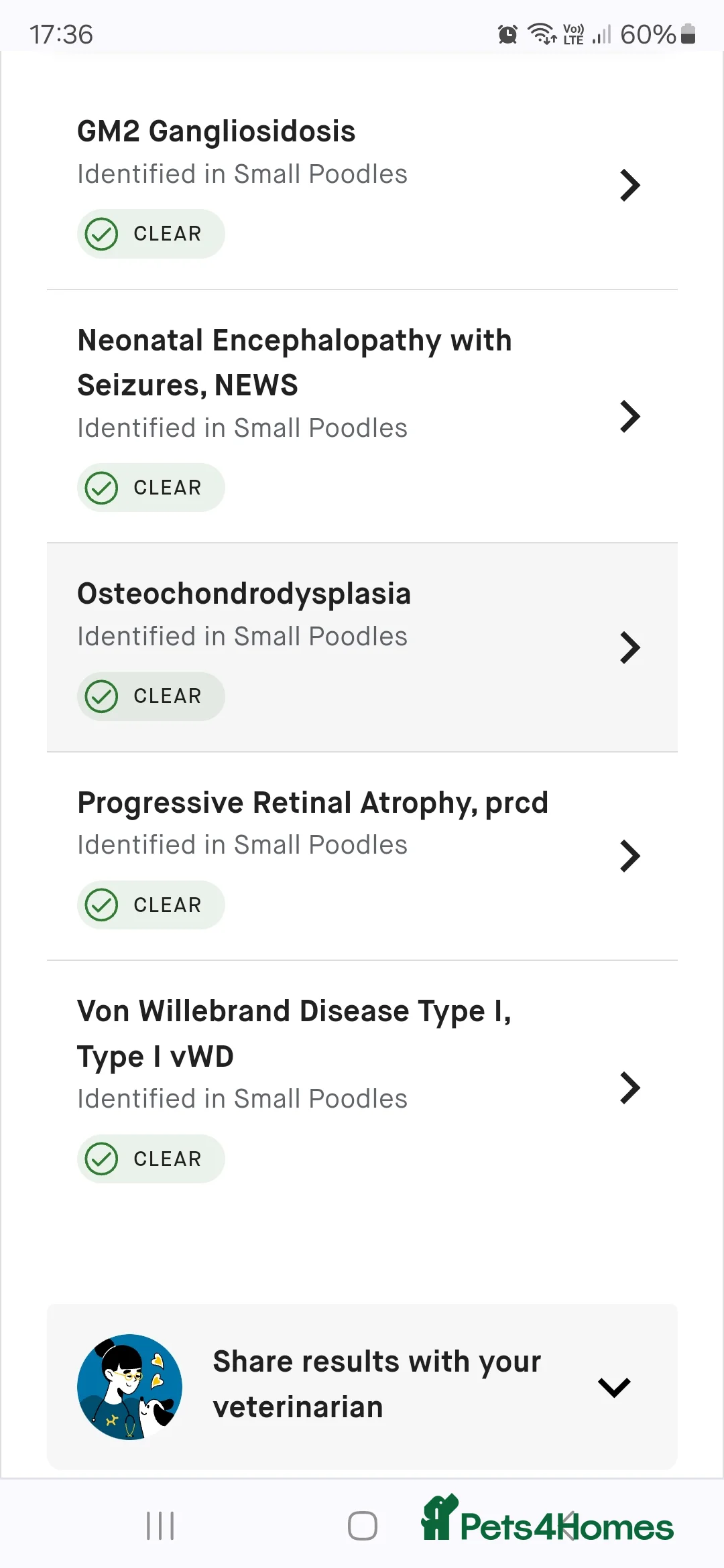 Toy Poodle dogs for stud: toy poodle short notice DNA clear PRA in Nottingham - Advert 16