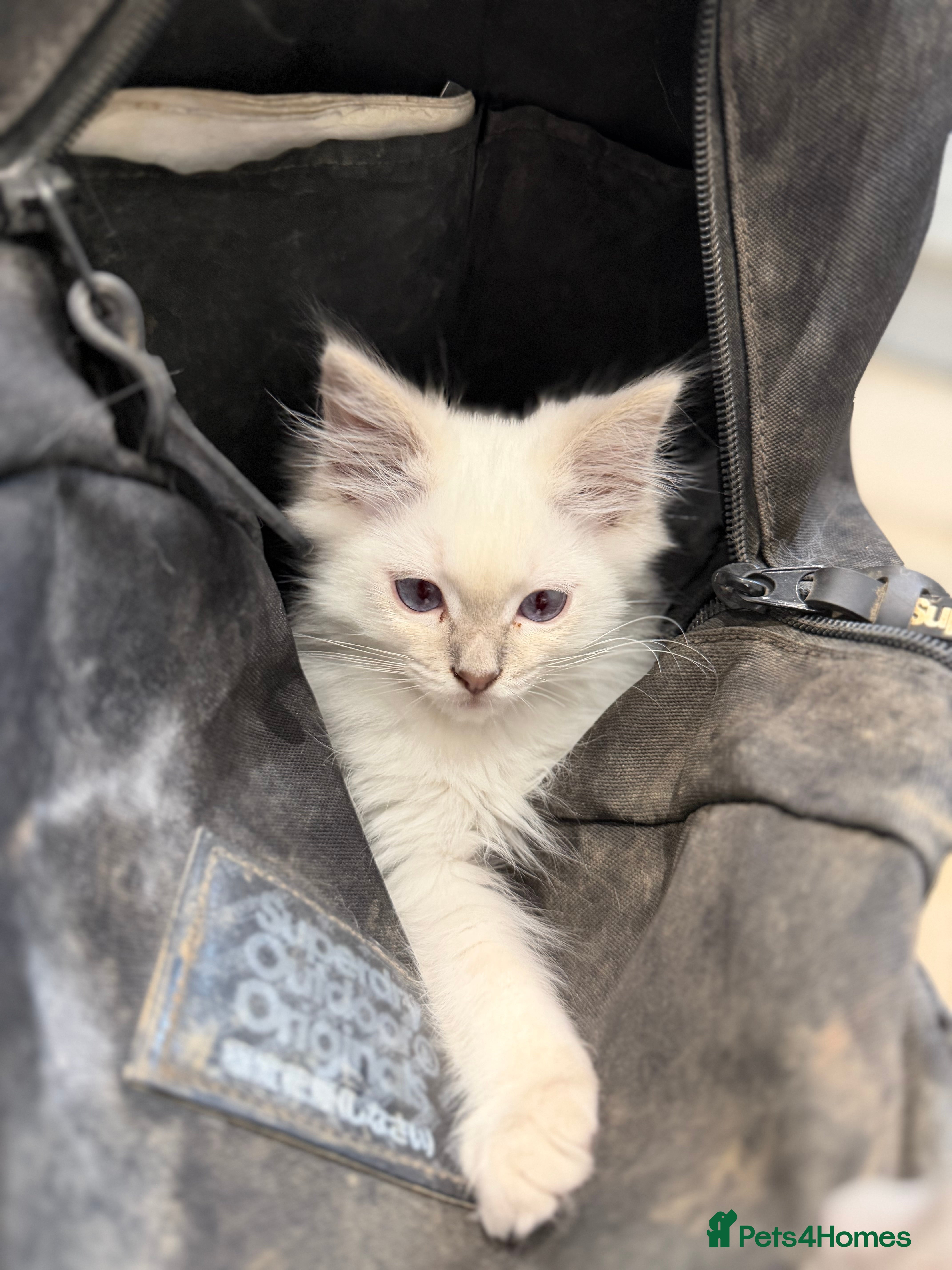 Ragdoll cats     💙 Stunning Pedigree Ragdoll Kittens GCCF - Advert 2