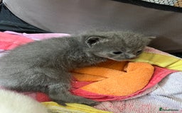 Ragdoll cats for sale: One beautiful blue boy Ragdoll x BSH - Image 15
