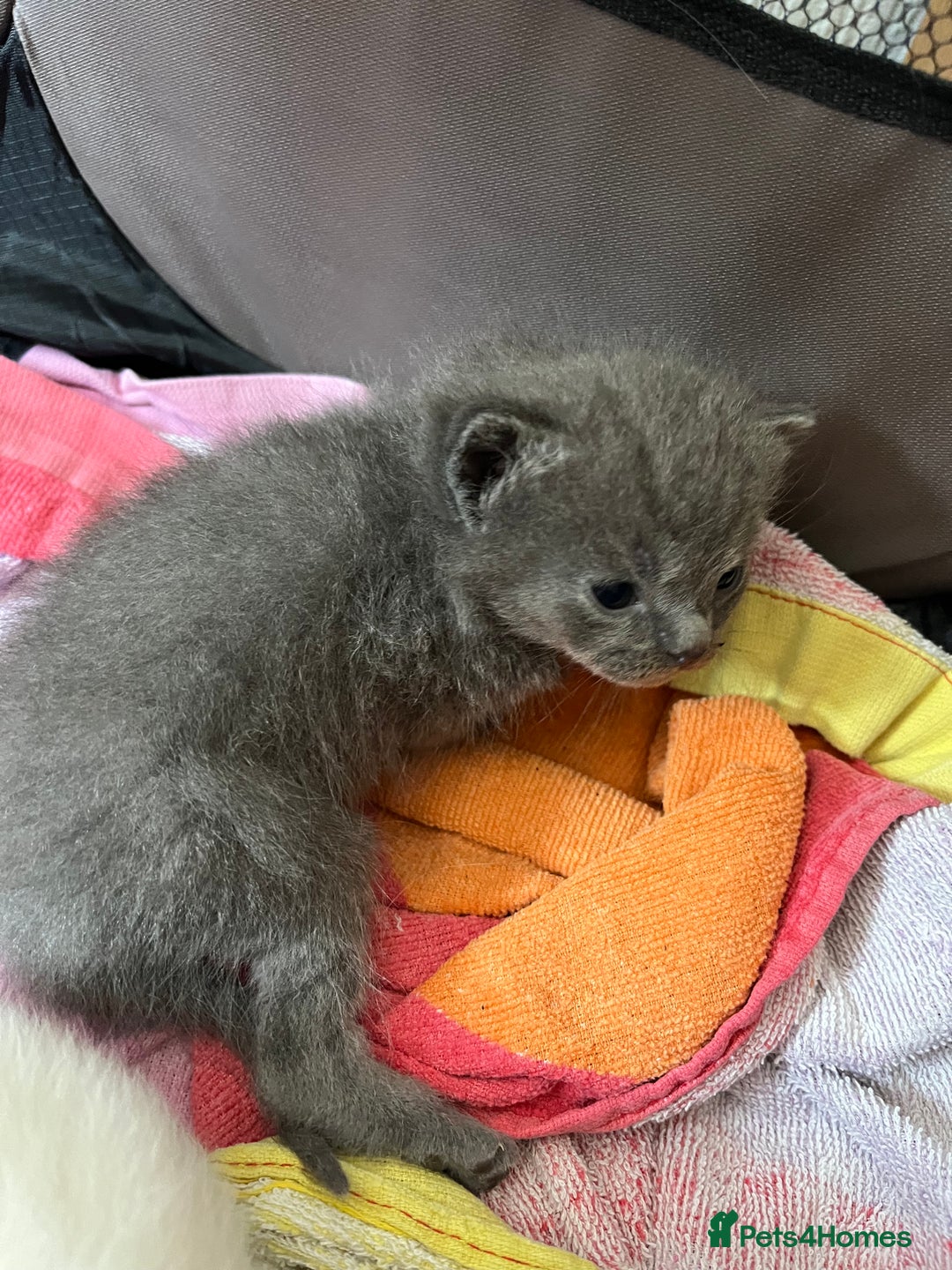 Ragdoll cats for sale: One beautiful blue boy Ragdoll x BSH - Image 15