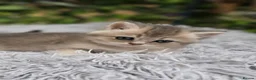 British Shorthair cats for sale: 💖 3 Stunning Golden Kittens 💖  in Bruton - Advert 6