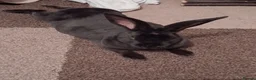 Rex rabbits for sale: Bonded pair of Mini rex rabbits - Advert 4