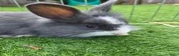 Angora rabbits for sale: Angora x lion head available from 29th Aug in Manchester - Advert 8